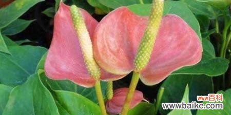 揭开粉掌花的神秘面纱 以粉掌的花语