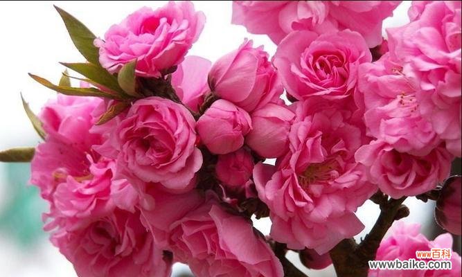 红叶碧桃花语的深意和象征 红叶碧桃的花语及寓意