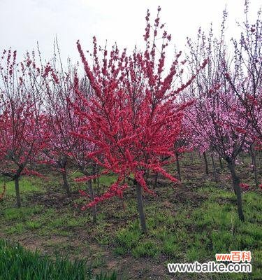 红叶碧桃花语的深意和象征 红叶碧桃的花语及寓意