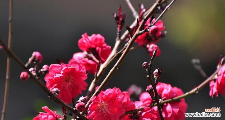 红叶碧桃花语的深意和象征 红叶碧桃的花语及寓意