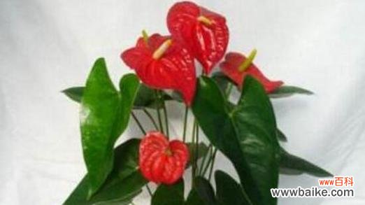 揭秘红掌的象征意义与风水禁忌 红掌的寓意与象征风水之谜