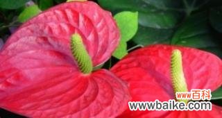 揭秘红掌的象征意义与风水禁忌 红掌的寓意与象征风水之谜