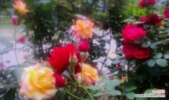 探秘月季花的开放周期及花朵语言 月季花的盛放时节与花语之谜