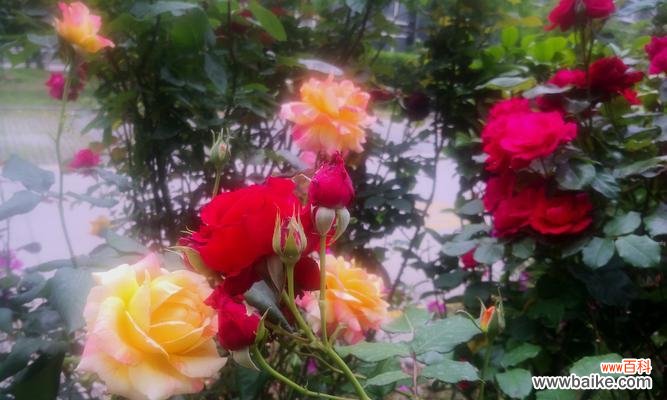 探秘月季花的开放周期及花朵语言 月季花的盛放时节与花语之谜