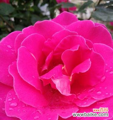 探秘月季花的开放周期及花朵语言 月季花的盛放时节与花语之谜