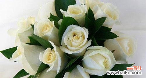 以送人白玫瑰传递的情感和祝福 白玫瑰的象征意义与送礼指南