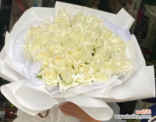 以送人白玫瑰传递的情感和祝福 白玫瑰的象征意义与送礼指南