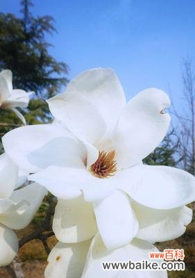 唤醒内心的纯洁与优雅 白兰花的花语与含义