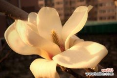 唤醒内心的纯洁与优雅 白兰花的花语与含义