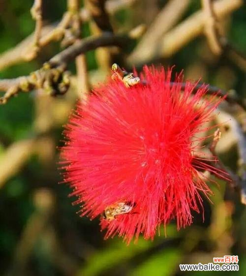 揭示绒花的15个秘密 绒花的花语与寓意