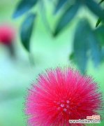 揭示绒花的15个秘密 绒花的花语与寓意