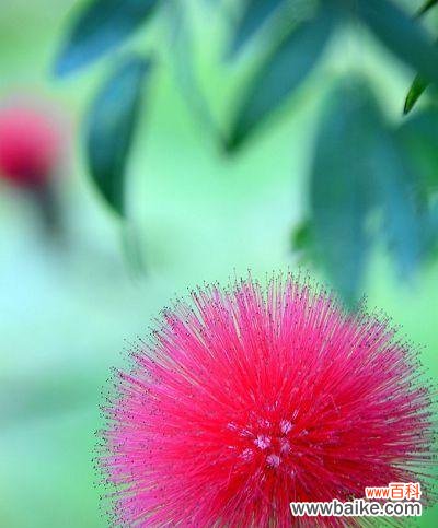 揭示绒花的15个秘密 绒花的花语与寓意