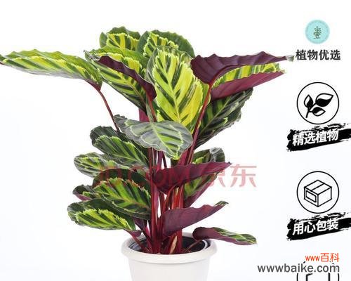 探索猫眼竹芋花语的含义 猫眼竹芋的花语——秘密的表白之语