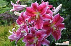 探寻香水百合的浪漫与神秘 香水百合花语的意义及象征