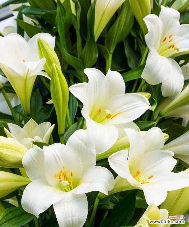 探寻香水百合的浪漫与神秘 香水百合花语的意义及象征