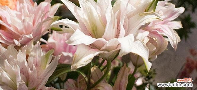 探寻香水百合的浪漫与神秘 香水百合花语的意义及象征