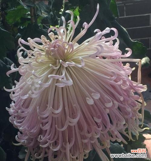 湘潭市花菊花的文化意义与美丽魅力 湘潭市花——菊花的象征与寓意