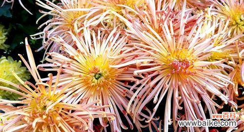 湘潭市花菊花的文化意义与美丽魅力 湘潭市花——菊花的象征与寓意