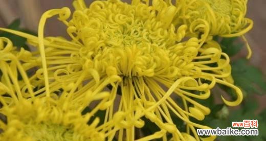 湘潭市花菊花的文化意义与美丽魅力 湘潭市花——菊花的象征与寓意