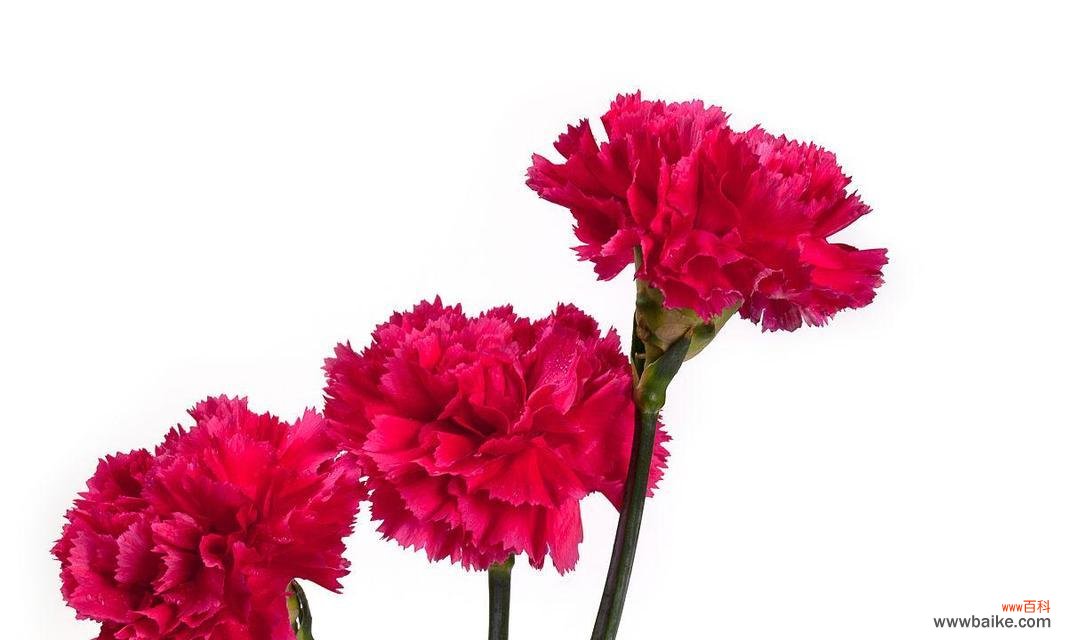 用康乃馨传递情感与思想的力量 红色康乃馨的象征意义与价值