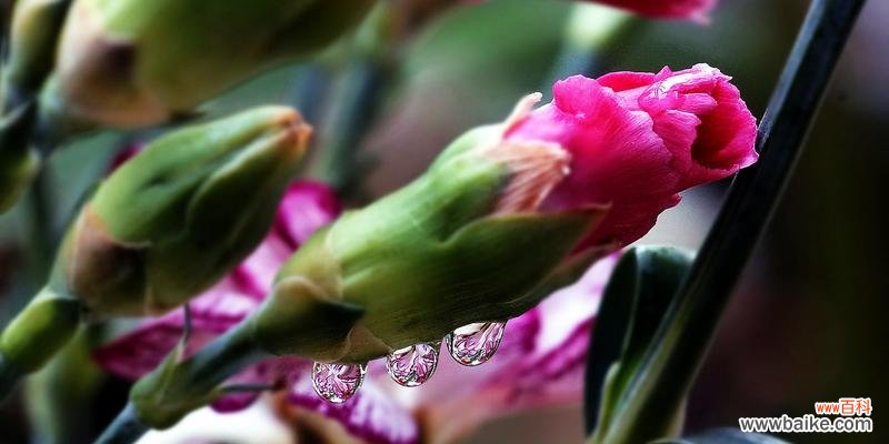 用康乃馨传递情感与思想的力量 红色康乃馨的象征意义与价值