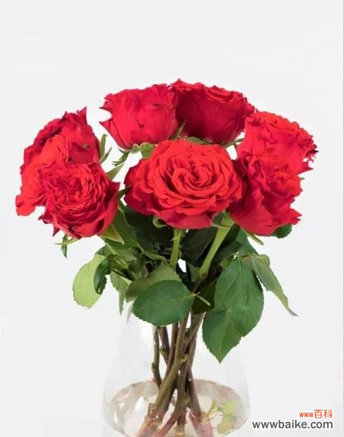 传递爱意的19朵红玫瑰花束 《红玫瑰花语的浪漫与意义》
