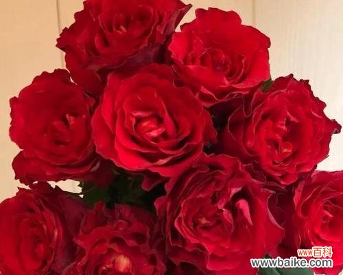 传递爱意的19朵红玫瑰花束 《红玫瑰花语的浪漫与意义》