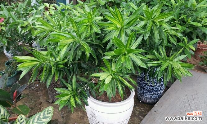 探寻百合竹的象征与美好 以水培百合竹的象征意义