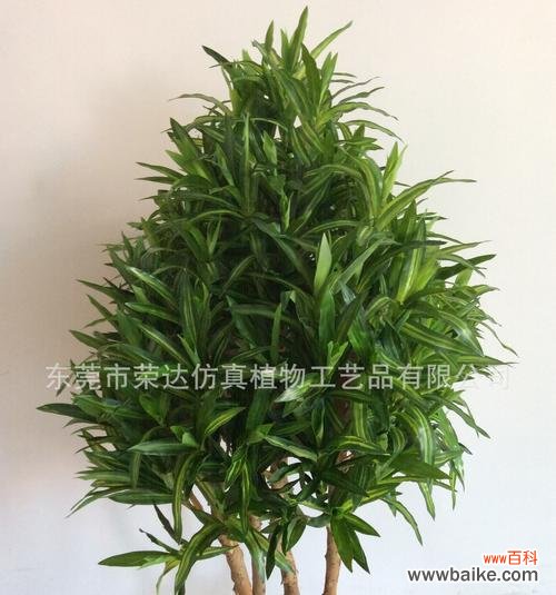 探寻百合竹的象征与美好 以水培百合竹的象征意义