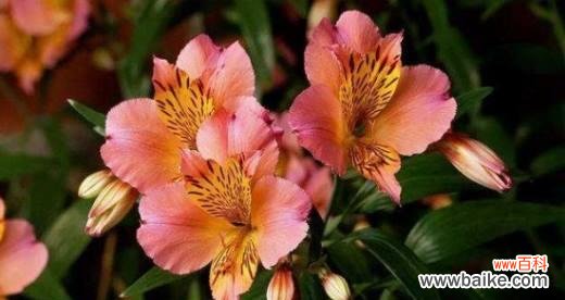 以百合花传递友情长久的寓意 友情长久之花语