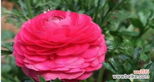 以百合花传递友情长久的寓意 友情长久之花语