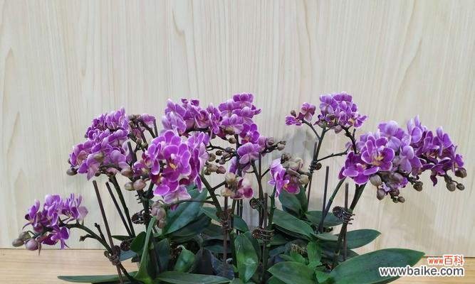 竹与兰花的象征意义与传统文化 竹兰情缘