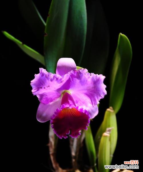 竹与兰花的象征意义与传统文化 竹兰情缘