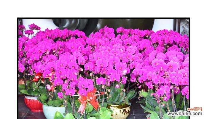 竹与兰花的象征意义与传统文化 竹兰情缘