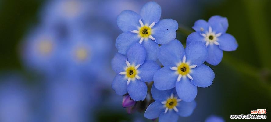 揭示勿忘我暗示的深层含义 勿忘我
