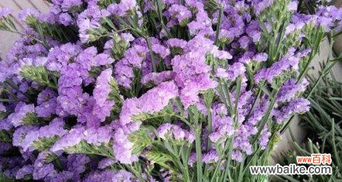 揭示勿忘我暗示的深层含义 勿忘我