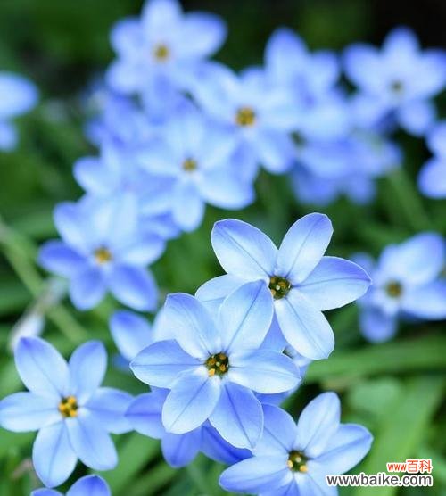 揭示勿忘我暗示的深层含义 勿忘我