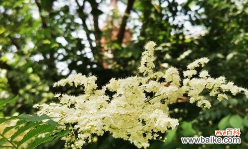 探索珍珠梅的花语和寓意 珍珠梅的花语和寓意