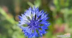 探寻蓝色矢车菊的花语与传统文化的呼应 蓝色矢车菊的花语及其美丽寓意
