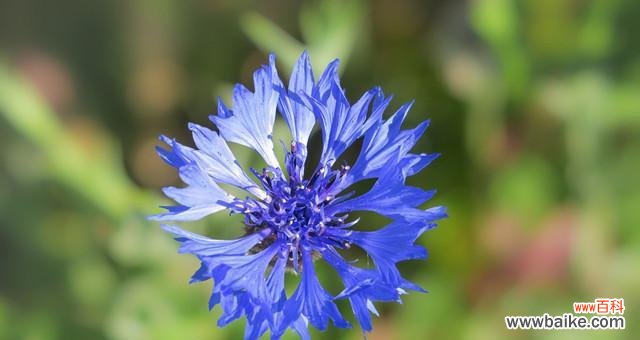 探寻蓝色矢车菊的花语与传统文化的呼应 蓝色矢车菊的花语及其美丽寓意