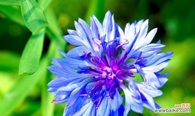 探寻蓝色矢车菊的花语与传统文化的呼应 蓝色矢车菊的花语及其美丽寓意