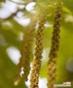 探索孤独花卉世界的秘密与困惑 孤独之花——寂寞植物的心灵呐喊