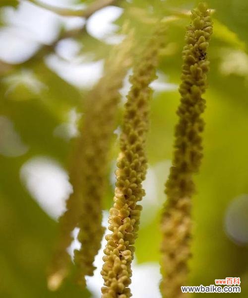 探索孤独花卉世界的秘密与困惑 孤独之花——寂寞植物的心灵呐喊