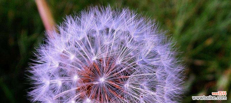 探索孤独花卉世界的秘密与困惑 孤独之花——寂寞植物的心灵呐喊