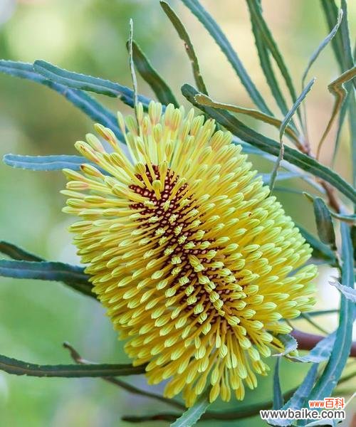 探索孤独花卉世界的秘密与困惑 孤独之花——寂寞植物的心灵呐喊