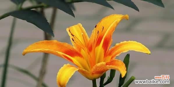 以花朵的语言表达心情的十种忧愁之花 忧愁的花语