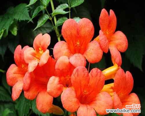 探寻凌霄花在人生旅途中的意义与鼓舞 凌霄花的花语