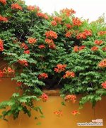 探寻凌霄花在人生旅途中的意义与鼓舞 凌霄花的花语