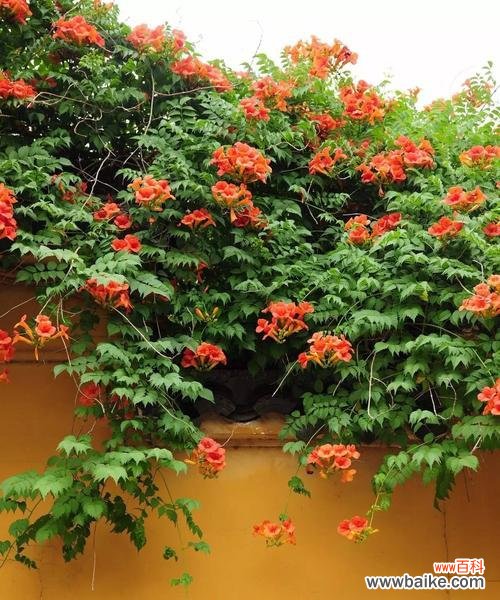 探寻凌霄花在人生旅途中的意义与鼓舞 凌霄花的花语