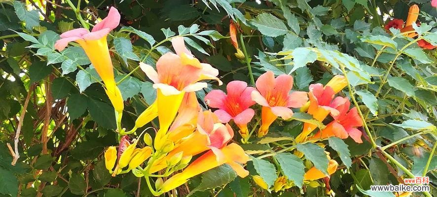 探寻凌霄花在人生旅途中的意义与鼓舞 凌霄花的花语